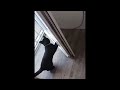 😂 Funniest Cats and Dogs Videos 😺🐶 || 🥰😹 Hilarious Animal Compilation №398