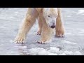 How Strong is a Polar Bear Compared to Other Bears