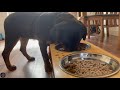 Feeding Our 5 Months Old Rottweiler Puppies
