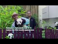 The Power Of Pandas In China-Southeast Asia Relations | Panda Power - Part 2/2 | CNA Documentary