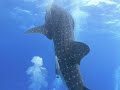Whale Shark | Shaab Nakari | 09.10.2022