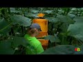 How To Grow 69 Millions Of Cucumbers In Greenhouse And Harvest - Modern Agriculture Technology