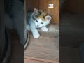 Pitbull jugando con bebé gatito