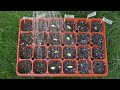 Don't Throw Out Your Expired Seeds! / How to Germinate Old Seeds