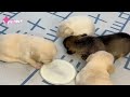 The stray dog mother died, leaving behind four newborn puppies...