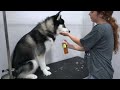 Dramatic Husky throws a fit at the groomers