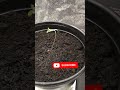 Cannabis Seedling Transplant