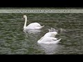 Swan facts: the largest living waterfowl | Animal Fact Files