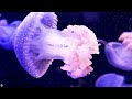 The Best 4K Aquarium for Relaxation 🐠 Sleep Relax Meditation Music - 4K UHD Screensaver