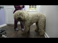 The LONGEST groom I've EVER done! | The Komondor Dog