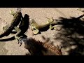 Iguana rescue farm