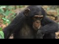 30 Minutes of Incredible Primate Moments
