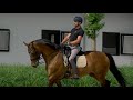 How to improve the contact with your horse?  | Begijnhoeve | How to #5