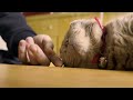 【Cute Cat Video】Fluffy Munchkin Cat Gives You Happy Healing
