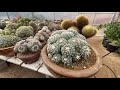 #HOWTO WATER #CACTI & #SUCCULENTS + CARE TIPS w/ PETER W.