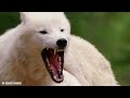 ALASKA WILDLIFE IN 4K - Scenic Relaxation Film