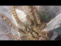 Featherleg baboon tarantula.  Stromatepelma Calceatum
