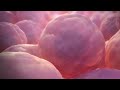 Stem Cell Treatment for Heart Failure &  Cardiomyopathy - Revolutionary Therapy for a Healthy Heart