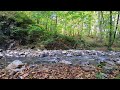 Sounds of nature. A gentle stream with the singing of forest birds.
