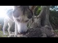 TRY NOT TO HOWL CHALLENGE - Husky Reacts To Dogs Howling!