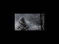 Windy forest | Natural windy noises from the forest | Relax your mind | Sleep with the wind