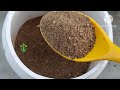 Tulsi Plant Care.Best Homemade Fertilizer For Tulsi Plant.How to save tulsi.तुलसी.green house.