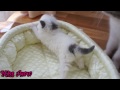 Cute Little Kitten Sneezes