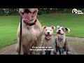 65-Pound Pit Bull Is The 'Fun Uncle' For Tiny Foster Puppies | The Dodo Pittie Nation