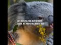 Koala populations have plummeted by 50% #LivingPlanetReport