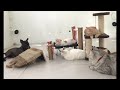 🐶 Pets Being Silly: A Compilation of Laughs 🐱 Best Funny Videos compilation Of The Month 🐱🤣