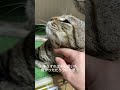 「野良猫から家猫へ」まだ鳴いてはくれないけど