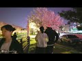 SEOUL Cherry Blossom Festival 2024, Best Beautiful Bridge Yangjaecheon, Seocho-gu, Seoul Korea.