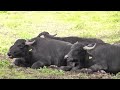 Wasserbüffel - 1. Büffelfest Erlauzwiesel - water buffalo