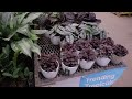 HUGE HOYA At Lowe's & Home Depot! Big Box Plant Shopping For Indoor Plants - 3 Stores