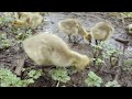 Raccoon Hunting Baby Gosling And Geese Attack