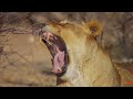 The King of the Jungle: What No One Knows About the Lion