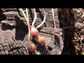 Wild Onion vs Poisonous Lookalike (Death Camas)
