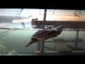 What you need to know about pet turtles!
