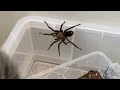 Pre B.T.S Show feeding some spiders #tarantula #tarantulas #spiders #inverts