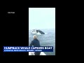 Breaching whale capsizes boat, sends people overboard