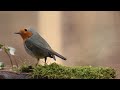 Bird Relaxing Sound, #birds, #sound, #whitenoise, #meditation, #relaxing This is Not an Ai video.