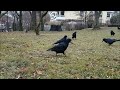 Feeding corvid families in the backyard