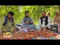 Afghanistan Strawberry | Nangarhar 2024 | افغان ځمکني توت
