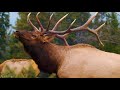 Wild Animals of Canada in 4K UHD - Part #1 - Beautiful Deer and Elks - Best of Wild Canada