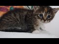 Cute Baby Kitten meows because Mama Cat is not there