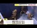 アズマヒキガエルが北海道で増殖中　もともとは北海道にいない種で毒も　生態系に影響か　駆除活動に同行