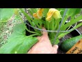 Zucchini & Squash Growing Tips: Insect Inspection, Pruning, Water Wash, Peppermint Spray & Feeding