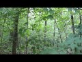 Screaming Sounds in the Woods, Rocks Thrown at Camera - Georgia, 2013