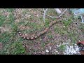 Red tail boa outdoors/enclosure update