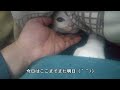 【2362,2363日目】お腹で甘えるにゃ～な猫【かわいい・面白い】～The growth record of my cute cat, Nike day 2362,2363